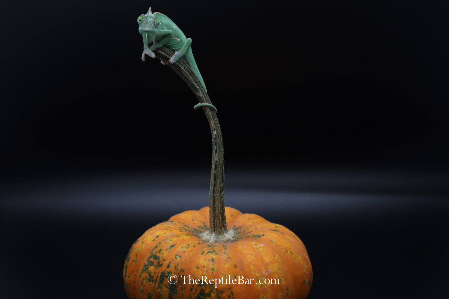 Translucent Veiled Chameleons