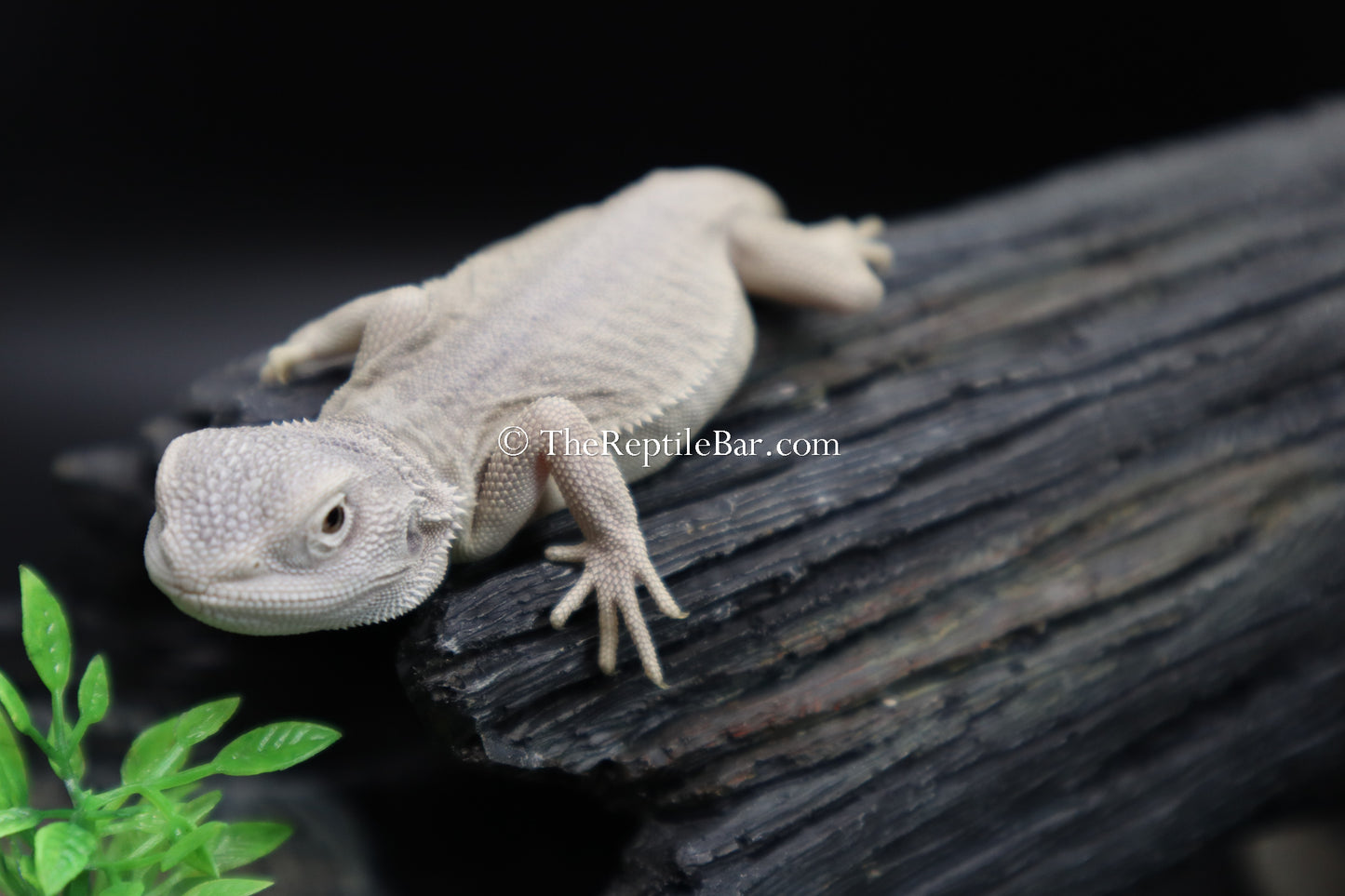 Witblit and Zero Bearded Dragon