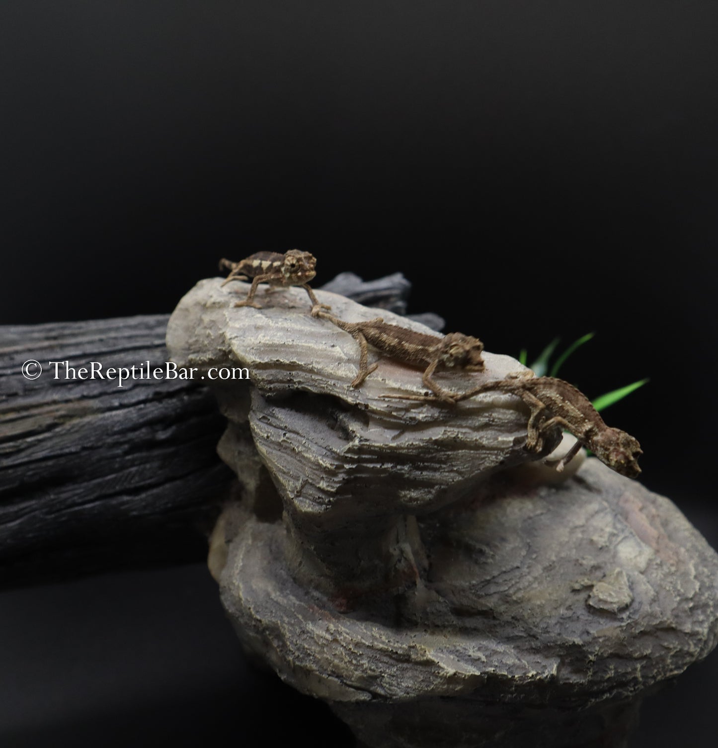 Rainbow Jackson Chameleon