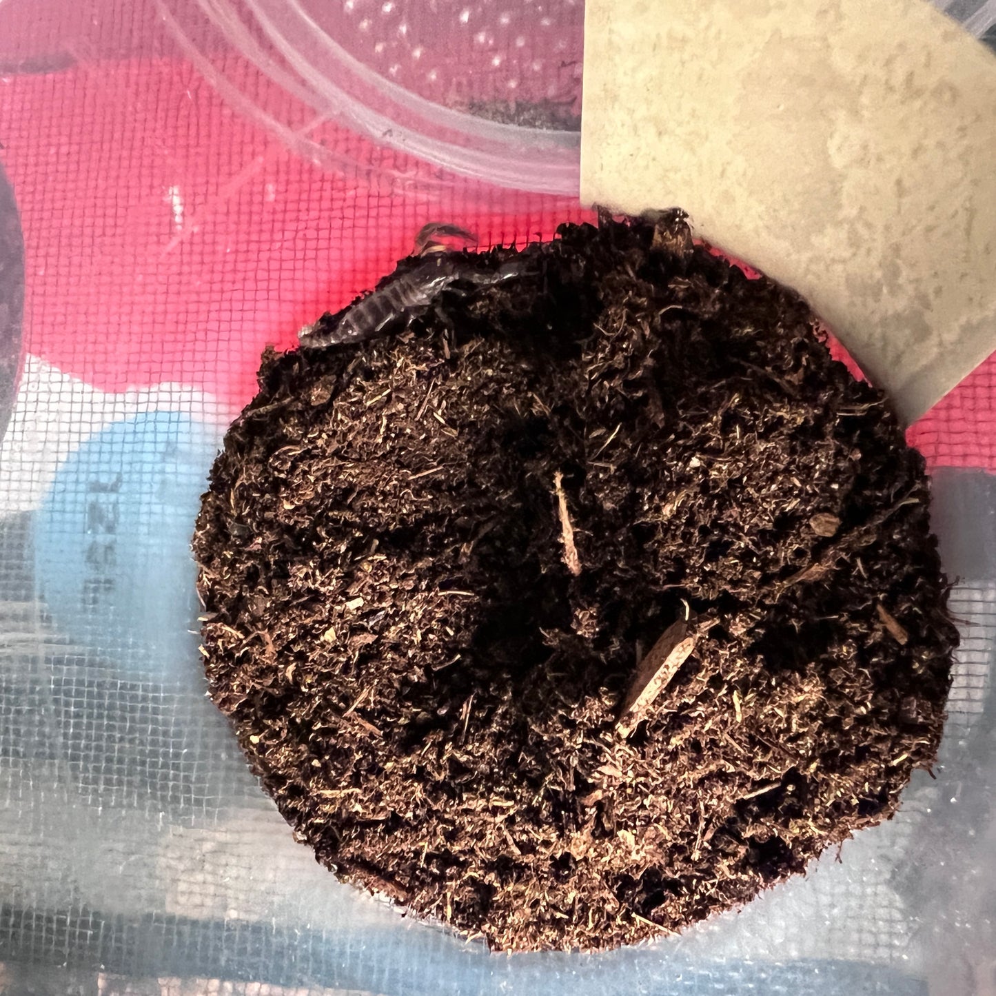 Asian Forest Scorpion