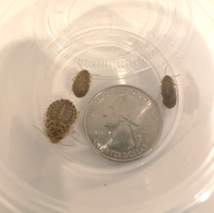 Small 3/8" and Under