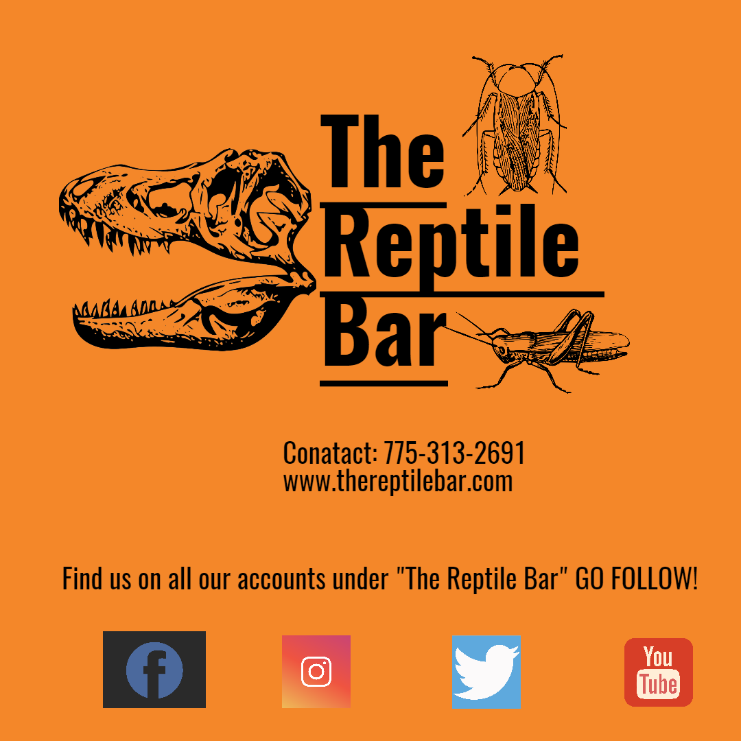 The Reptile Bar