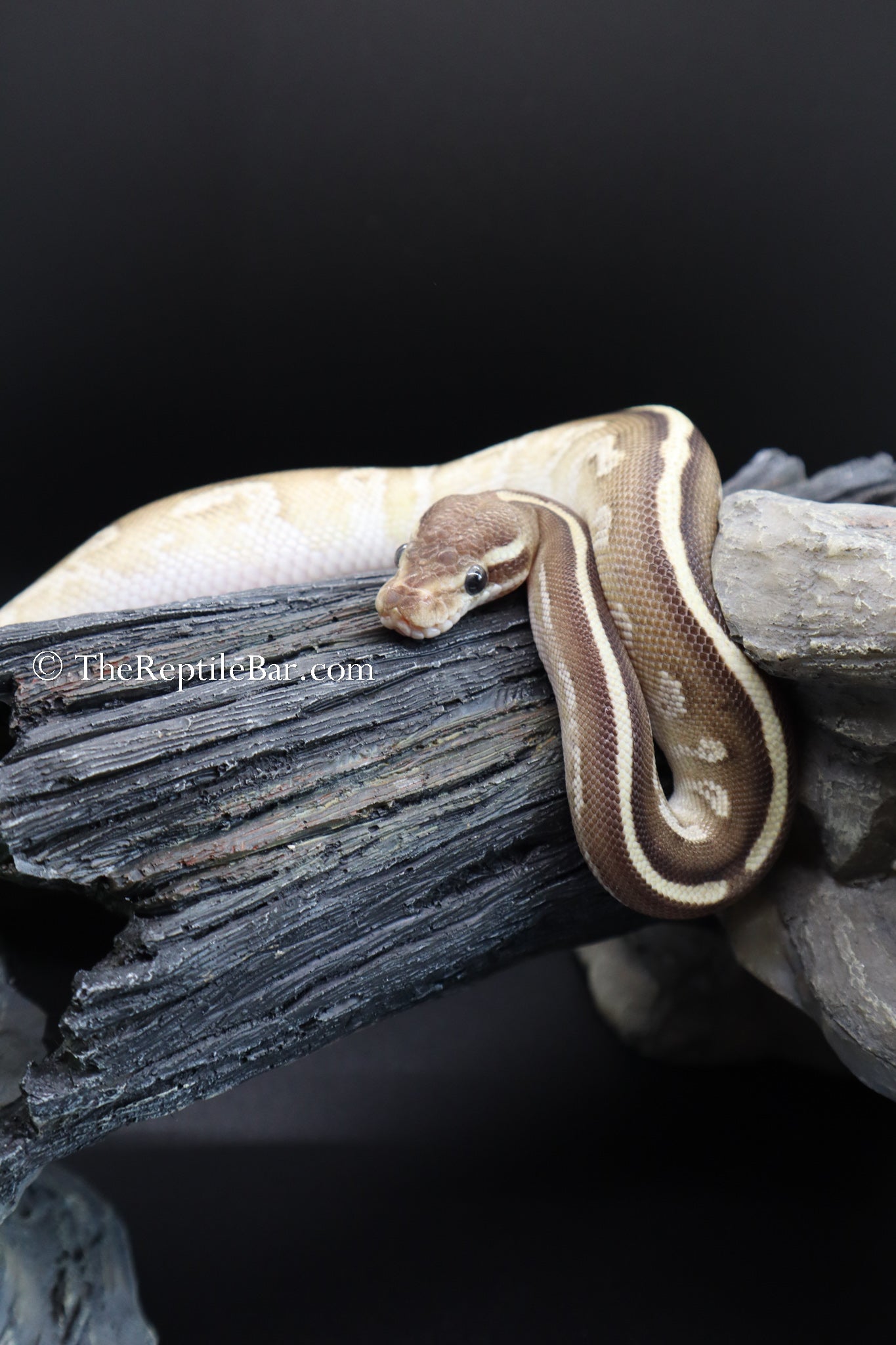 Full Grown Ball Python