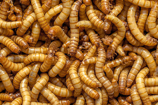Mealworms - (S/M/L)